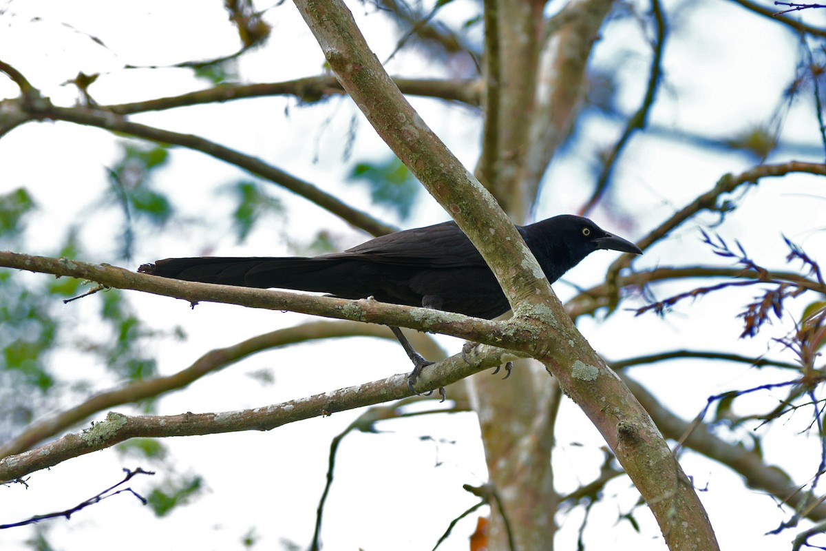 Great-tailed Grackle - ML63785651