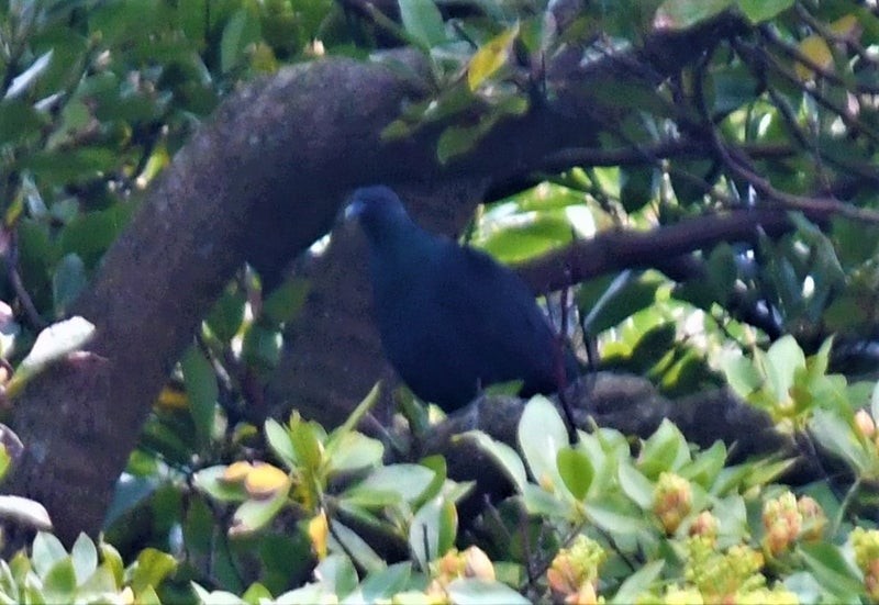 Black Wood-Pigeon - ML637856553