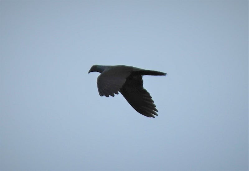 Black Wood-Pigeon - ML637856556