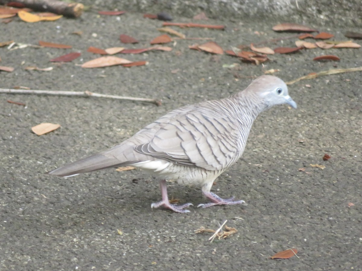 Zebra Dove - ML637856636