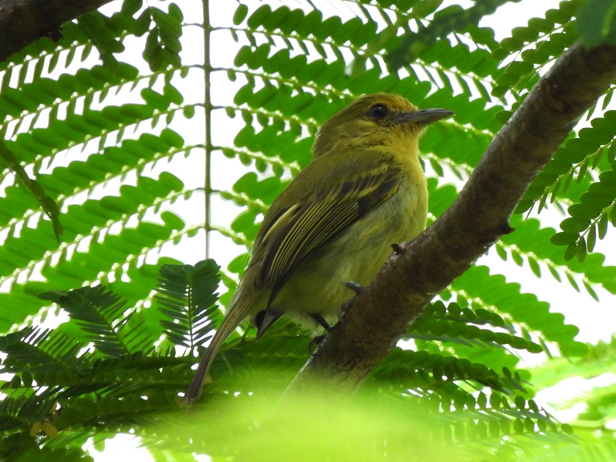 Ochre-lored Flatbill - ML637856671