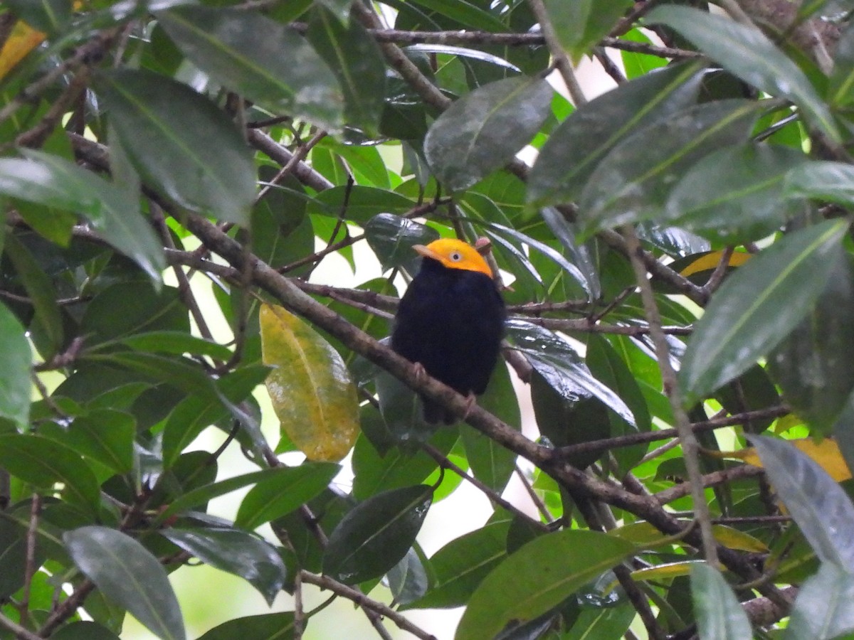 Golden-headed Manakin - ML637856686