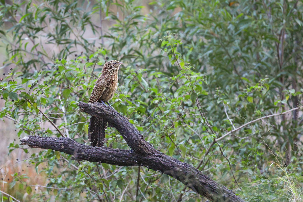 Pheasant Coucal - ML637856716