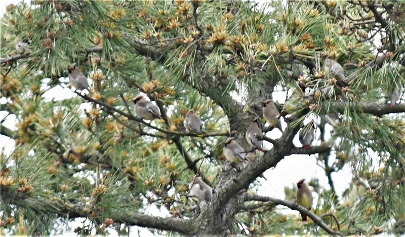 Bohemian Waxwing - ML637856723