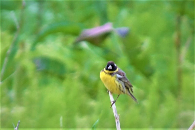 Yellow-breasted Bunting - ML637856739