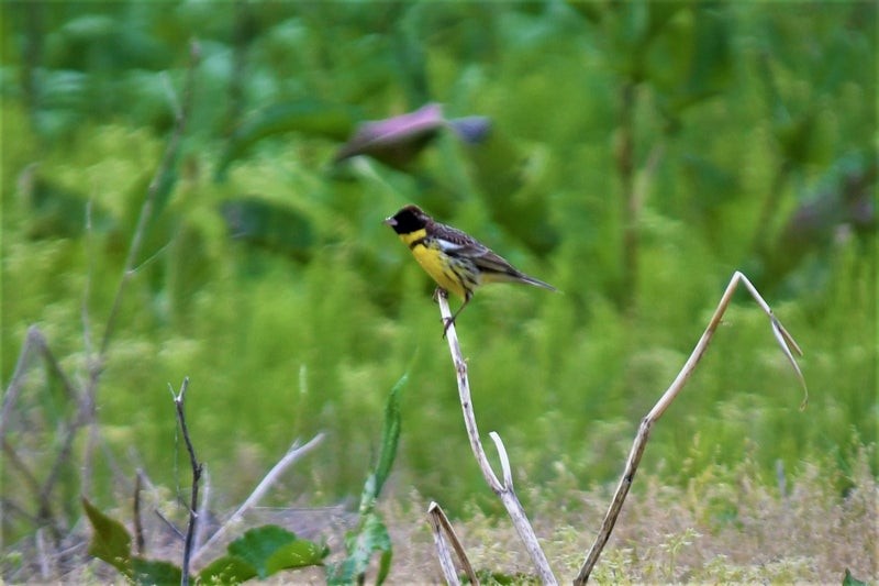 Yellow-breasted Bunting - ML637856742
