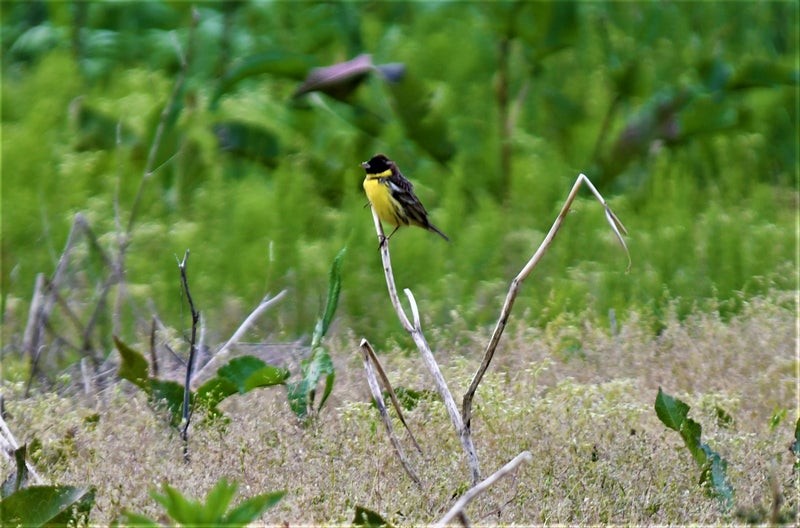 Yellow-breasted Bunting - ML637856745