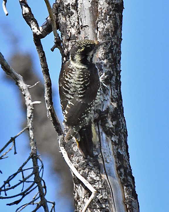 American Three-toed Woodpecker - ML637856764