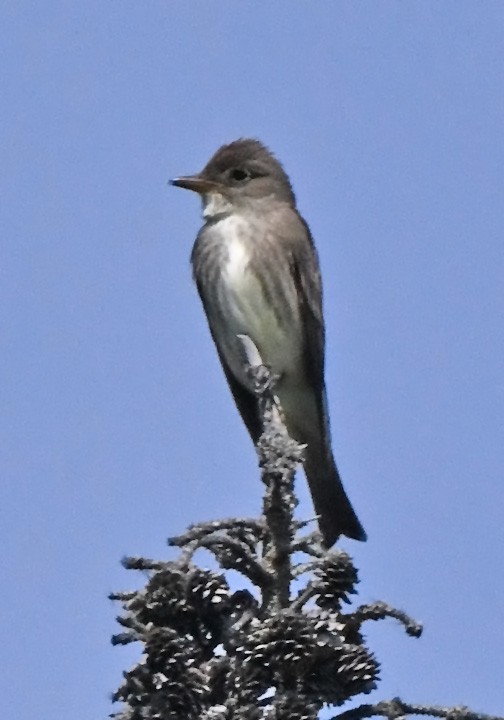 Olive-sided Flycatcher - ML637856775