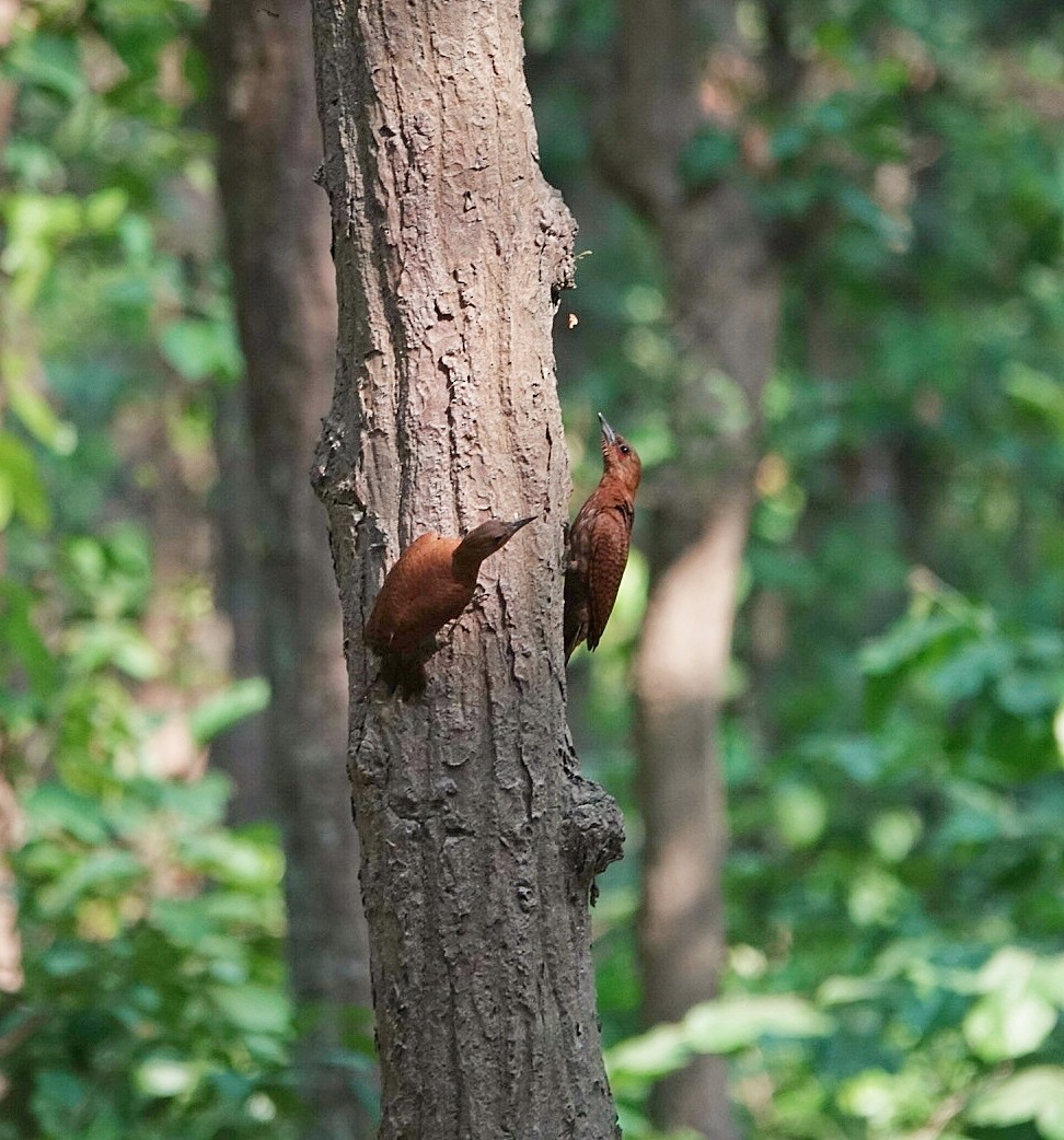 Rufous Woodpecker - ML637856794