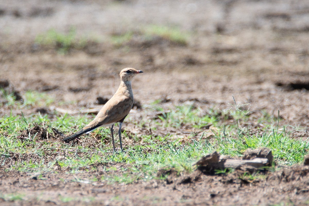 Australian Pratincole - ML637856844