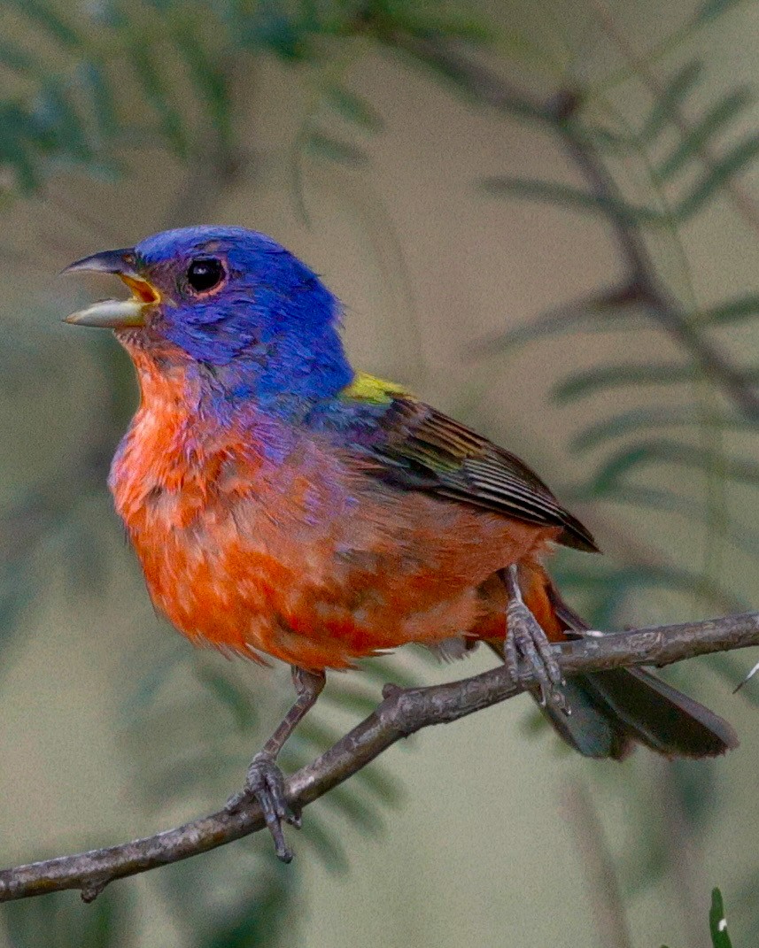 Painted Bunting - ML637856870