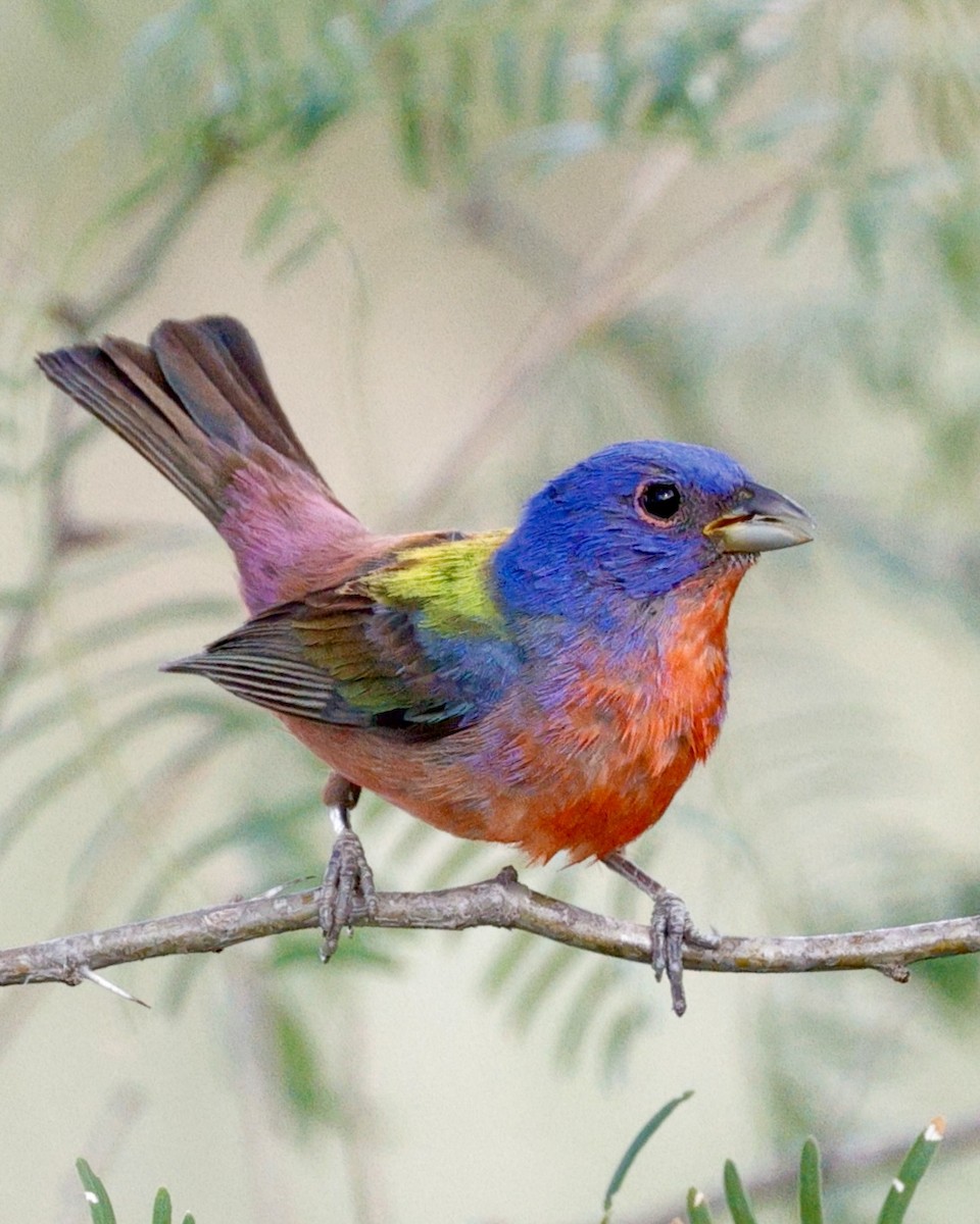 Painted Bunting - ML637856871