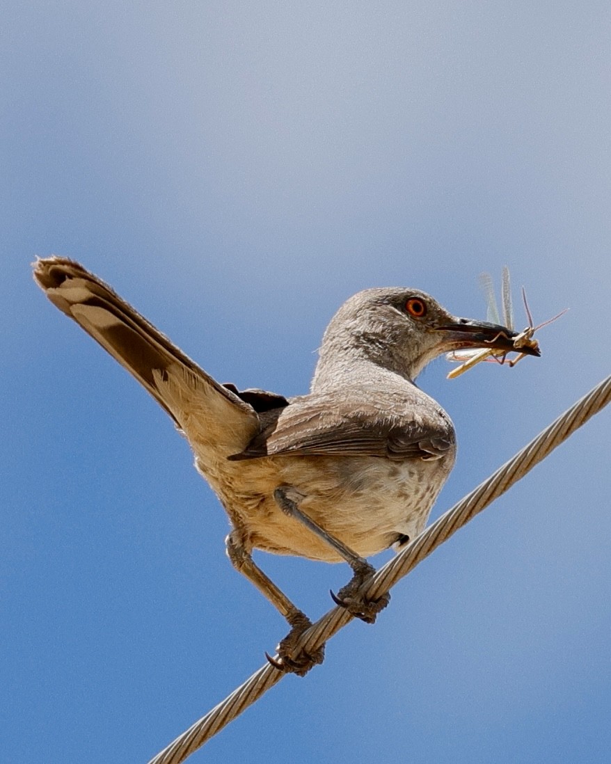 Curve-billed Thrasher - ML637856877