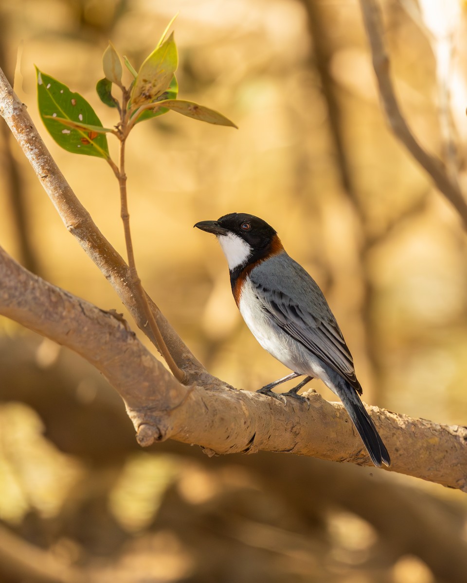 White-breasted Whistler - ML637856909