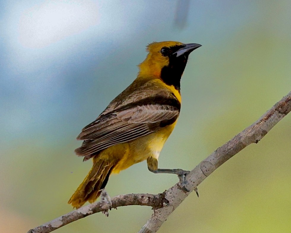 Hooded Oriole - ML637856911