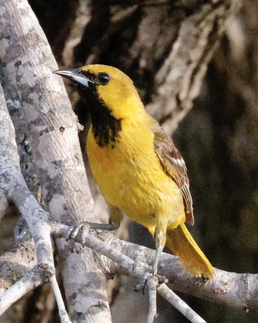 Hooded Oriole - ML637856913