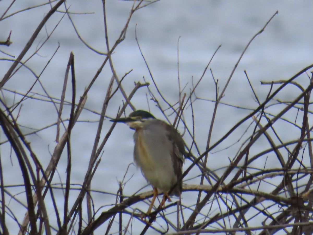 Striated Heron - ML637856944