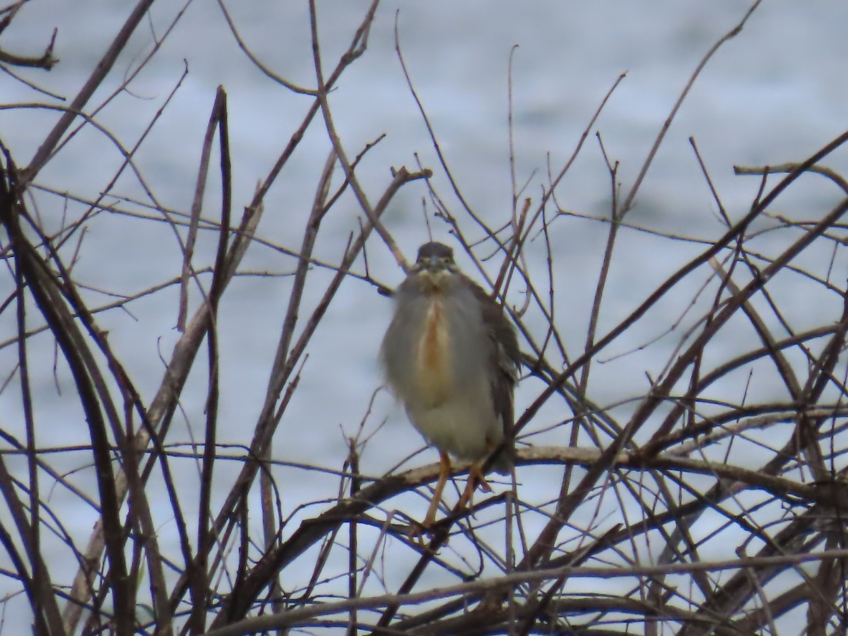 Striated Heron - ML637856947