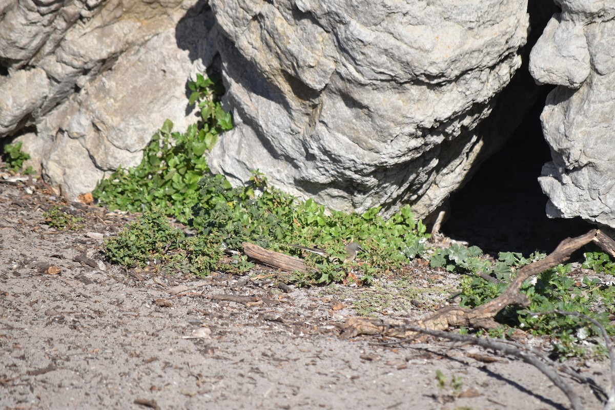 Cape Wagtail - ML637856989