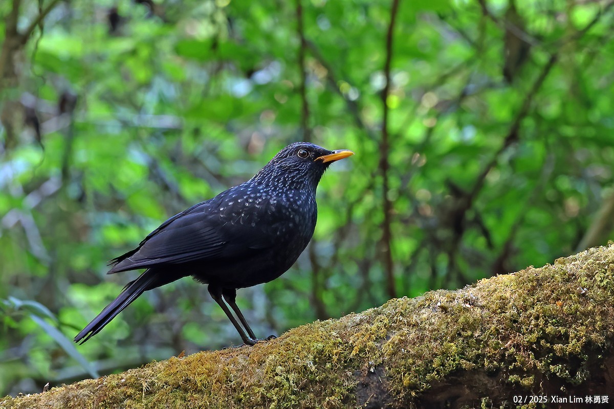 Blue Whistling-Thrush - ML637856996
