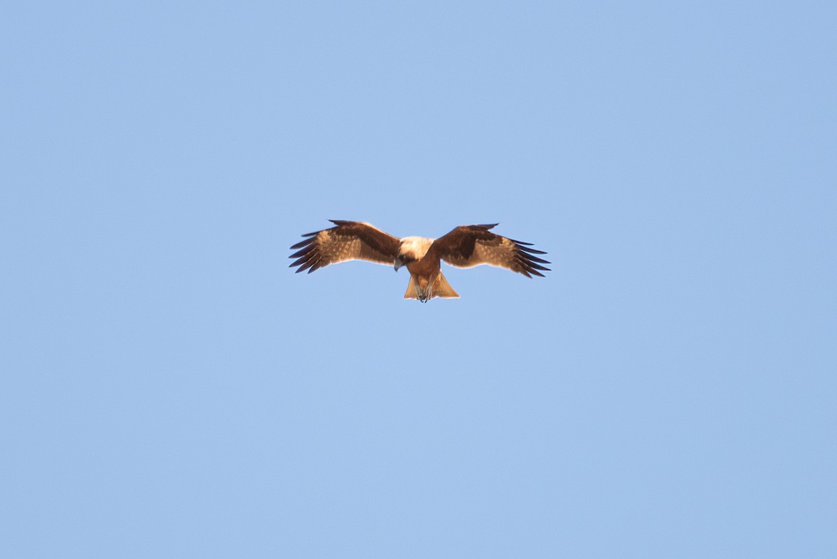 Little Eagle - ML637856999
