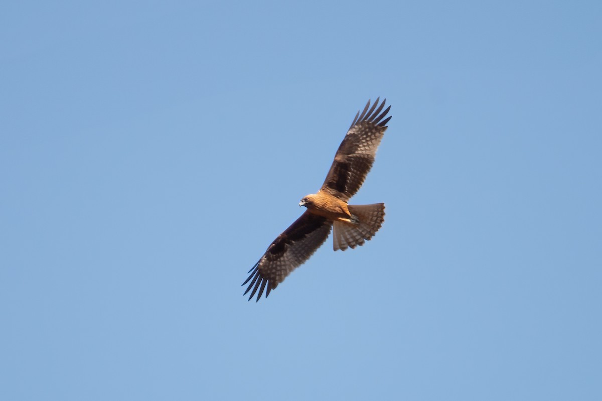 Little Eagle - ML637857000
