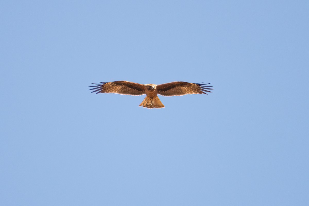 Little Eagle - ML637857001