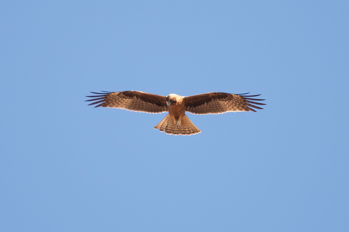 Little Eagle - ML637857002