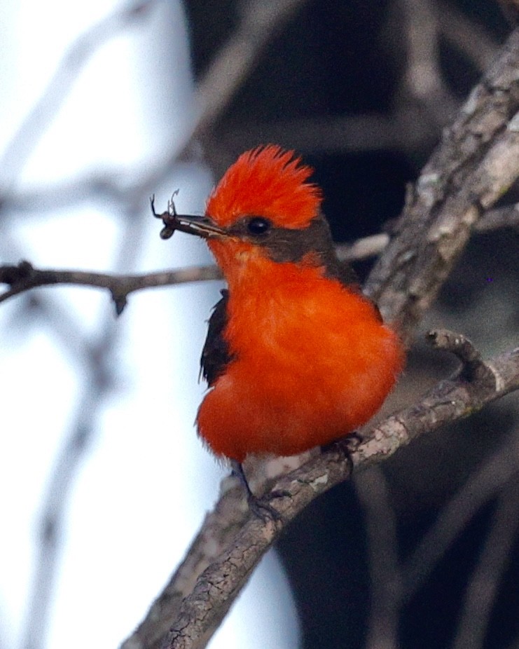 Vermilion Flycatcher - ML637857073