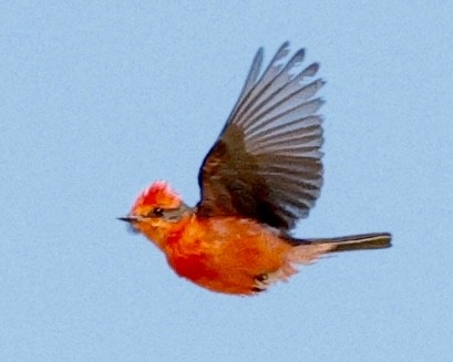 Vermilion Flycatcher - ML637857074