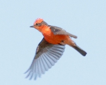 Vermilion Flycatcher - ML637857075