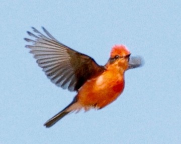 Vermilion Flycatcher - ML637857076