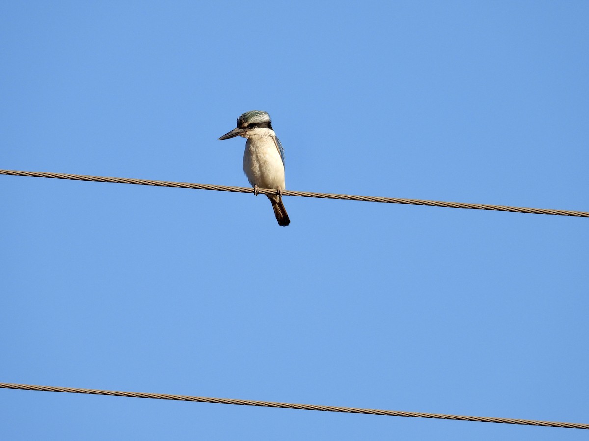 Red-backed Kingfisher - ML637857118