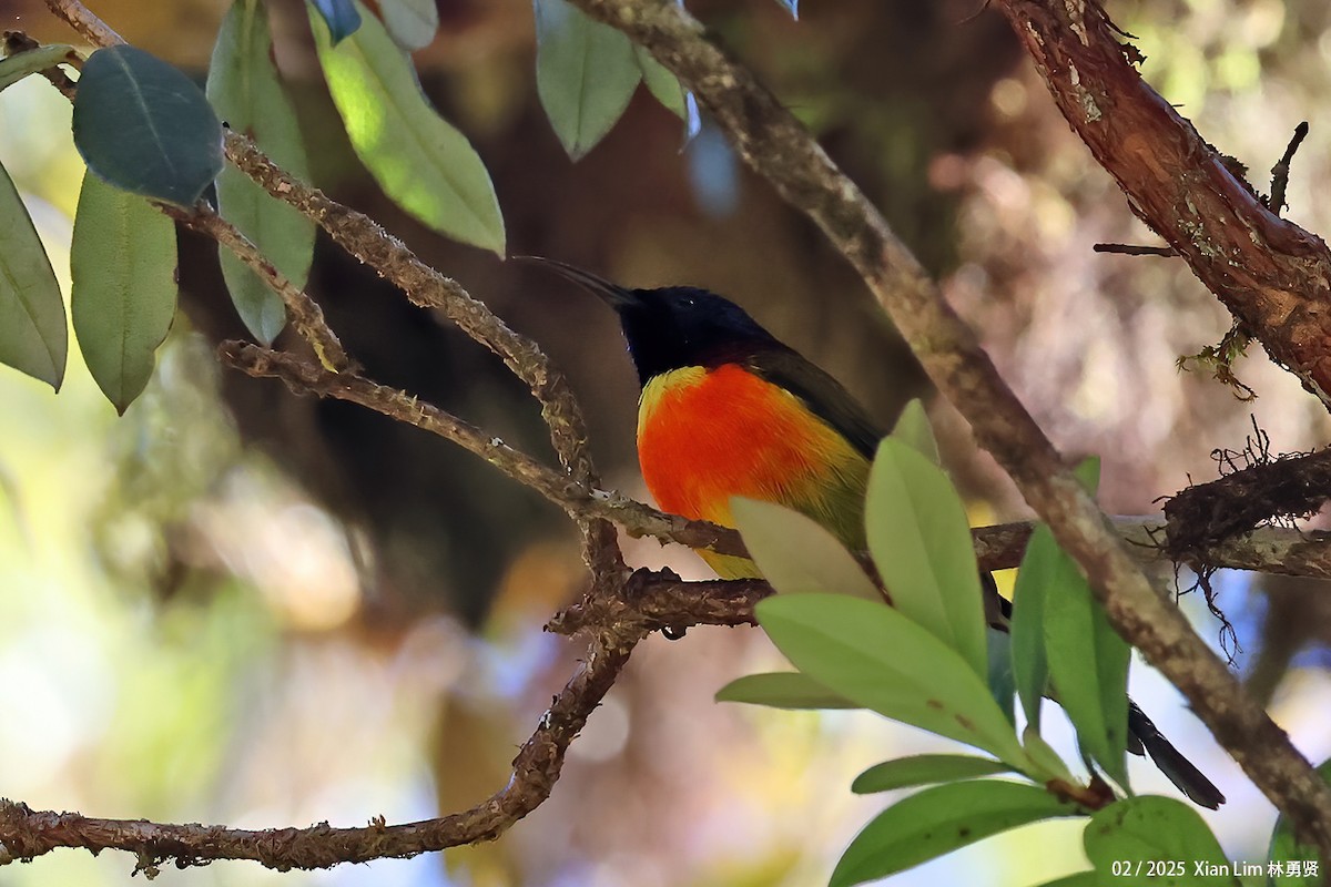 Green-tailed Sunbird - ML637857155