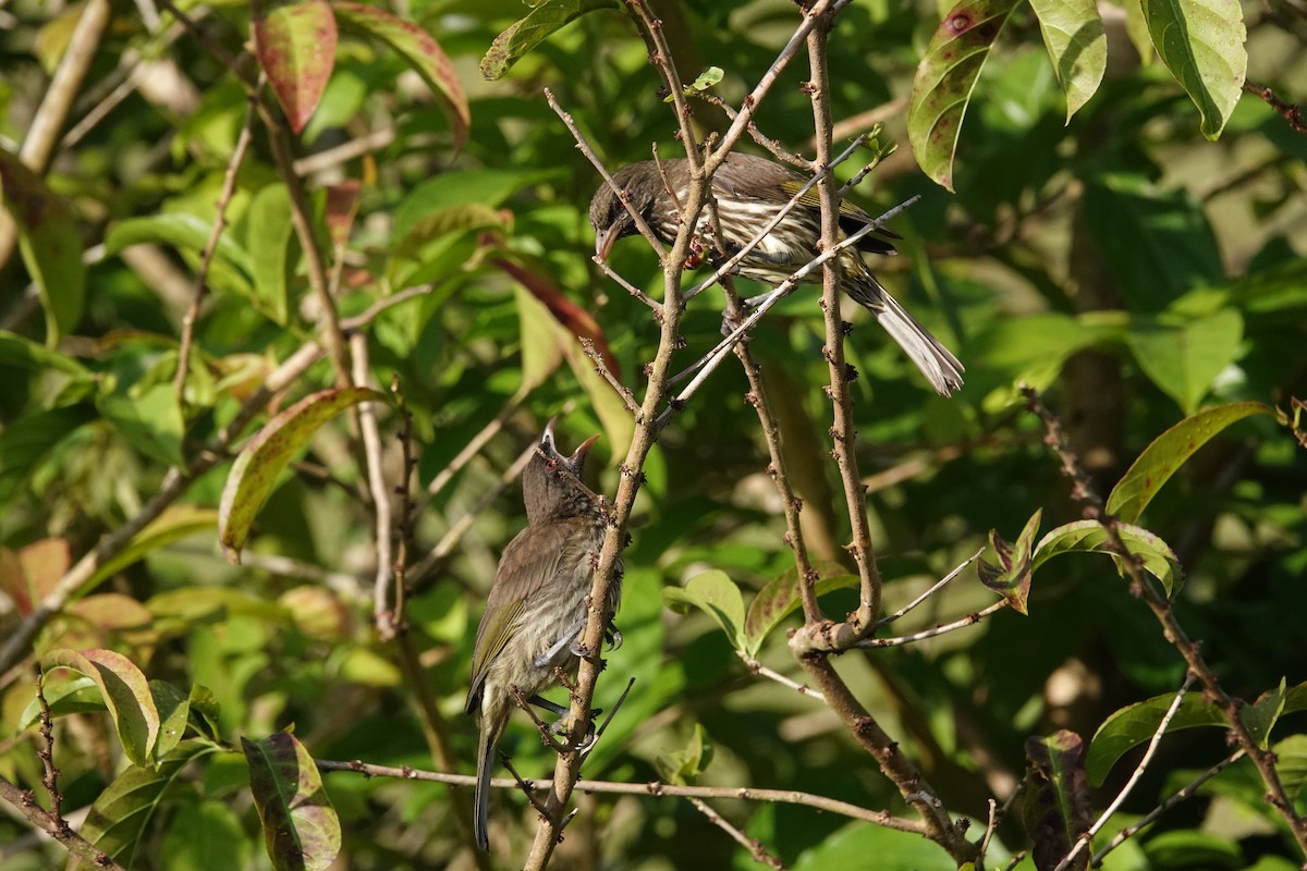 Palmchat - ML637857177