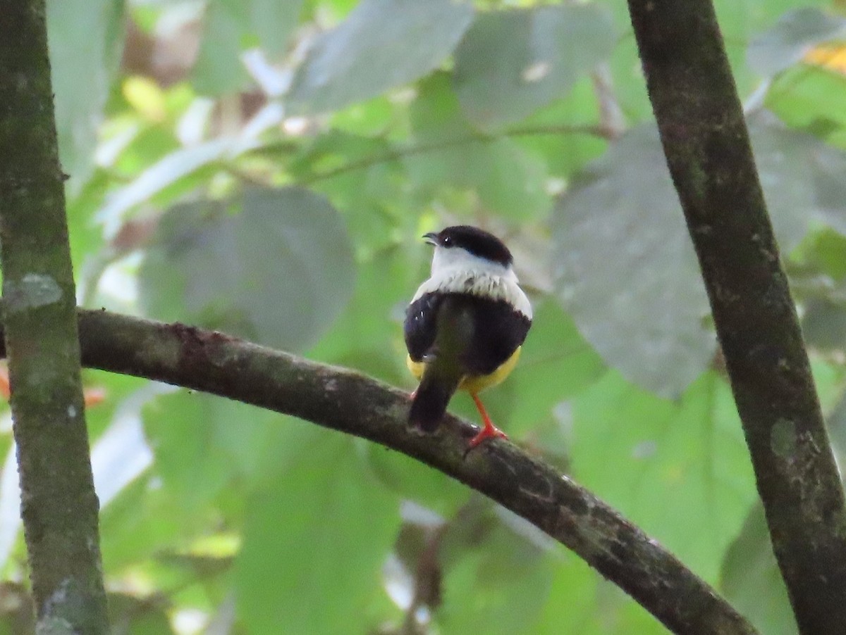 White-collared Manakin - ML637857213