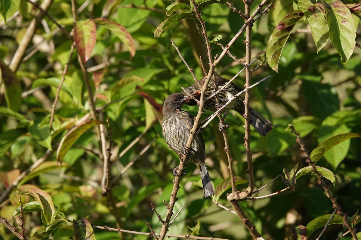Palmchat - ML637857217