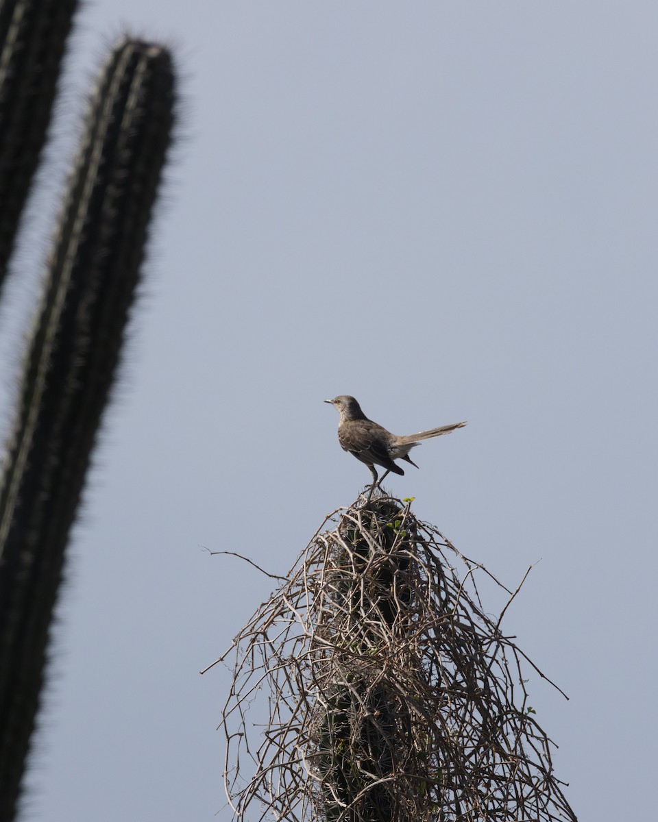 Bahama Mockingbird - ML637857270