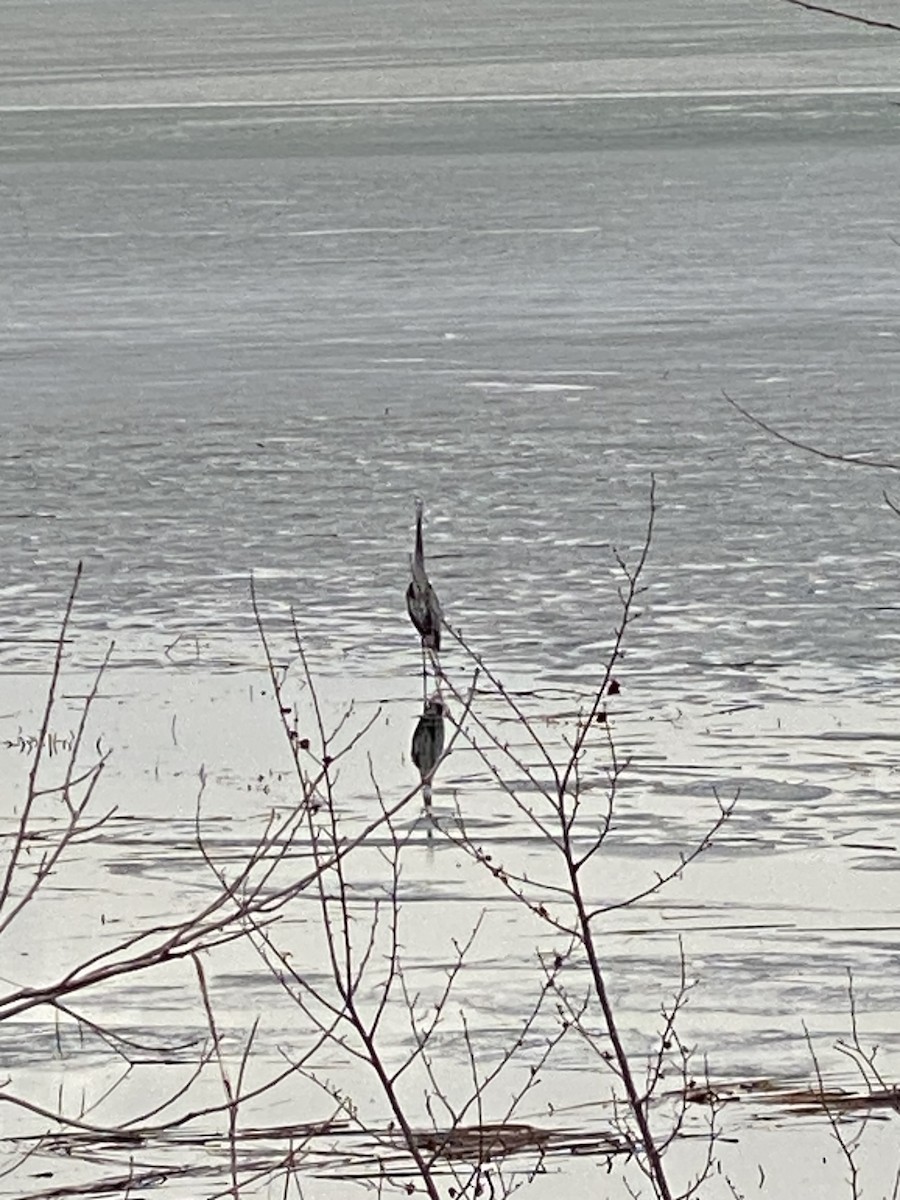 Great Blue Heron - ML637857361
