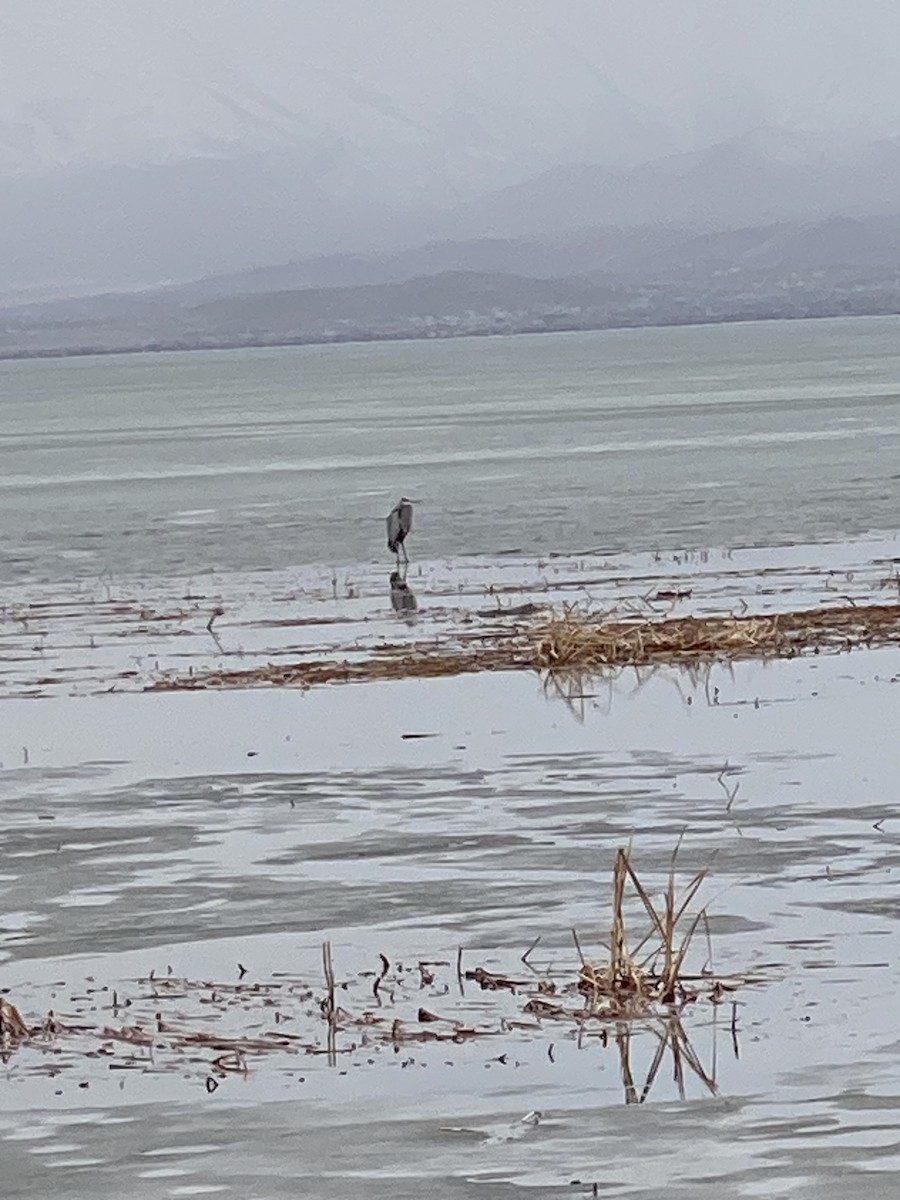 Great Blue Heron - ML637857362