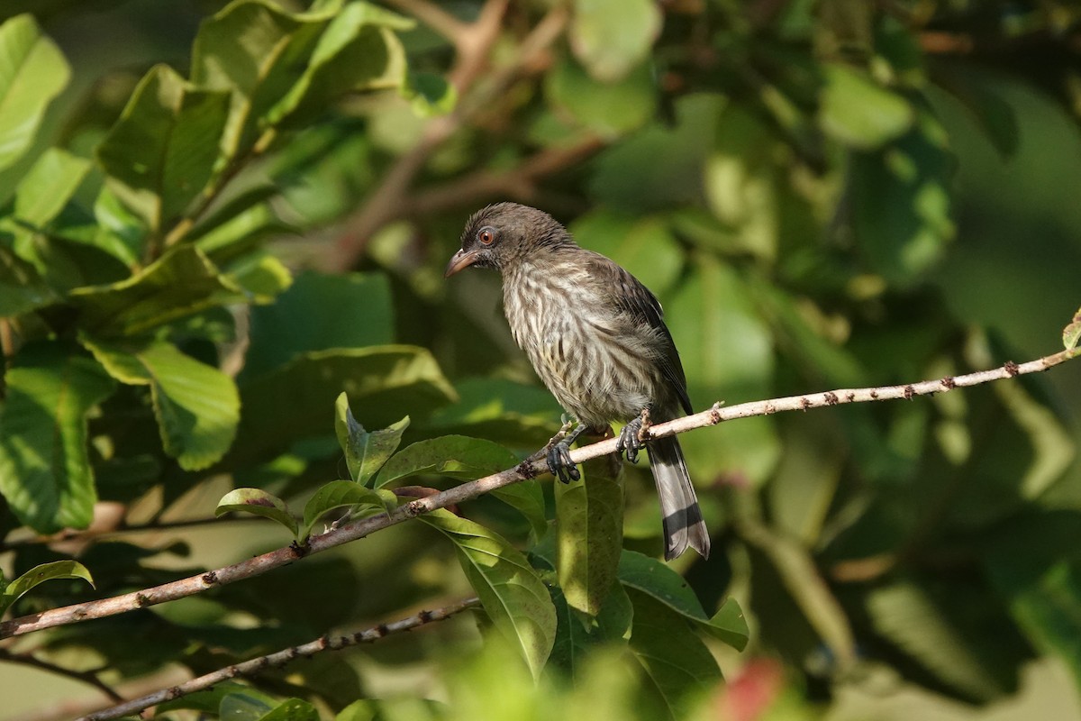 Palmchat - ML637857370