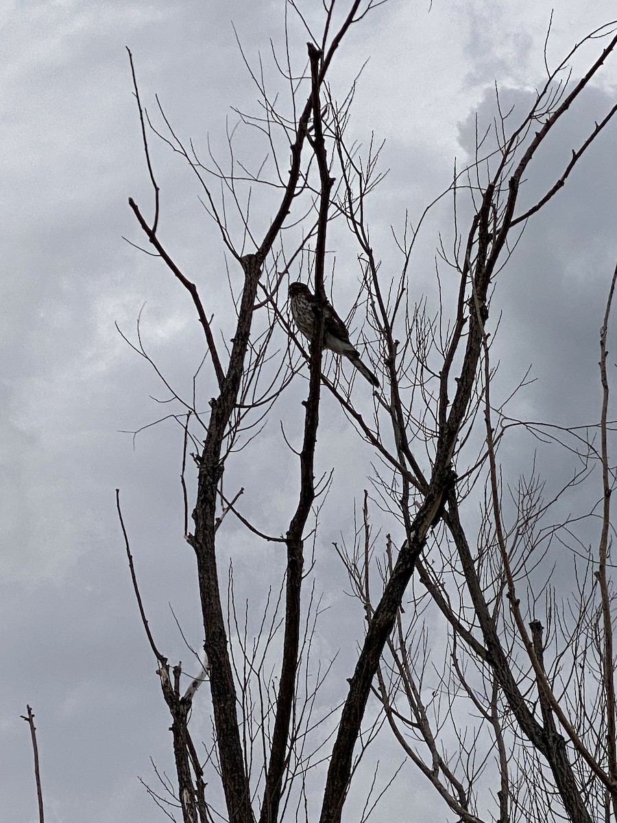 Cooper's Hawk - ML637857388