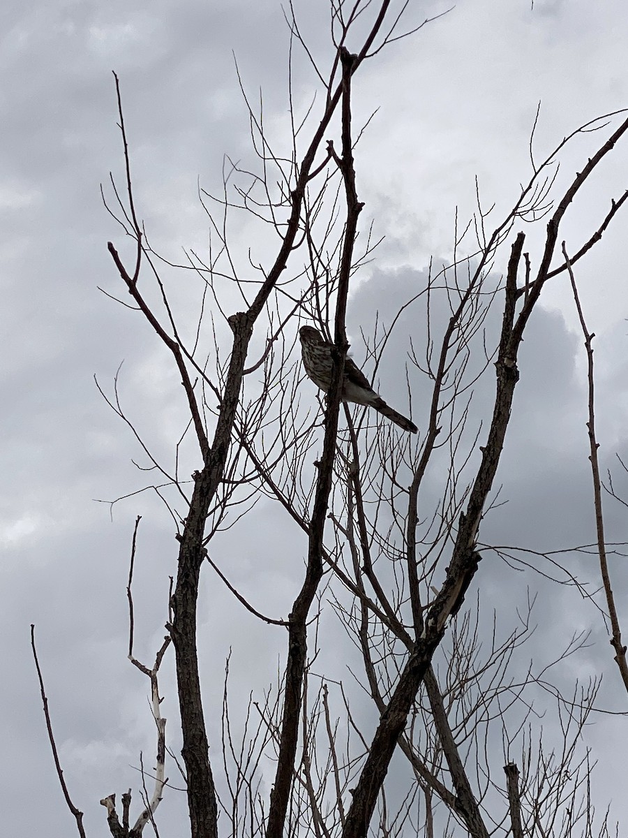 Cooper's Hawk - ML637857389