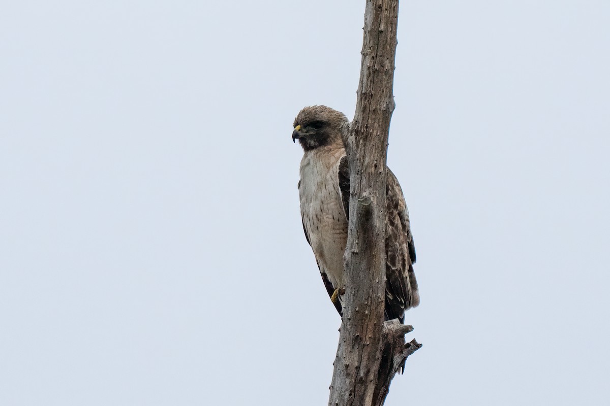 Red-tailed Hawk - ML637857395