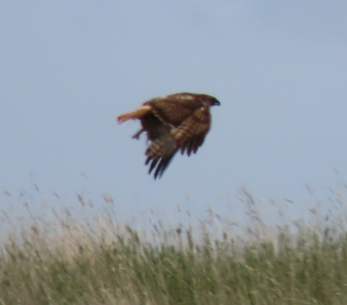 Red-tailed Hawk - ML637857430