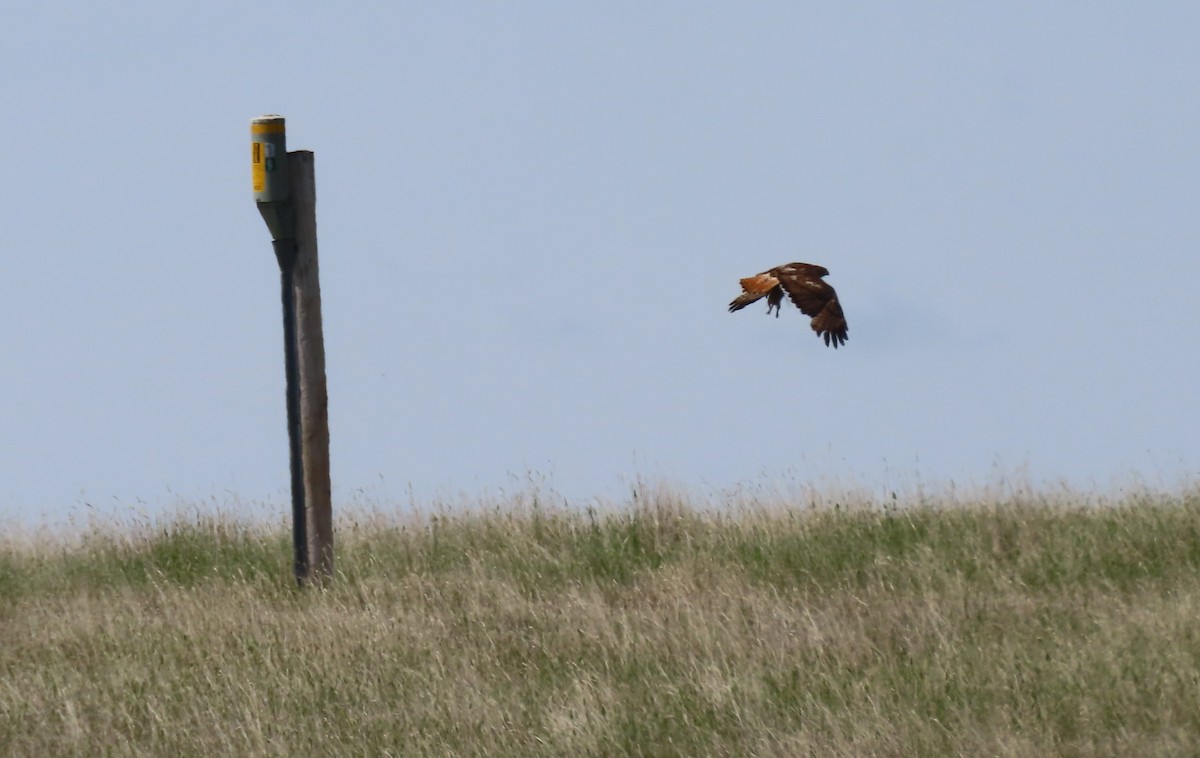 Red-tailed Hawk - ML637857431