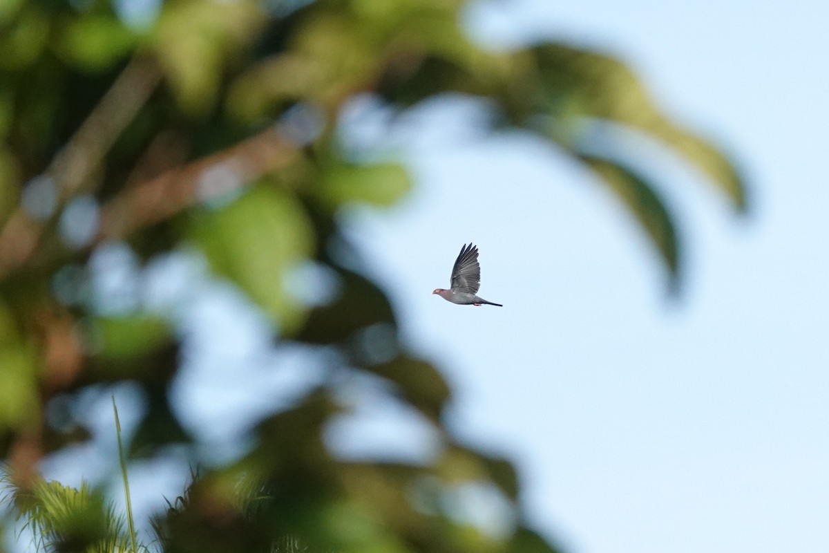 Scaly-naped Pigeon - ML637857462