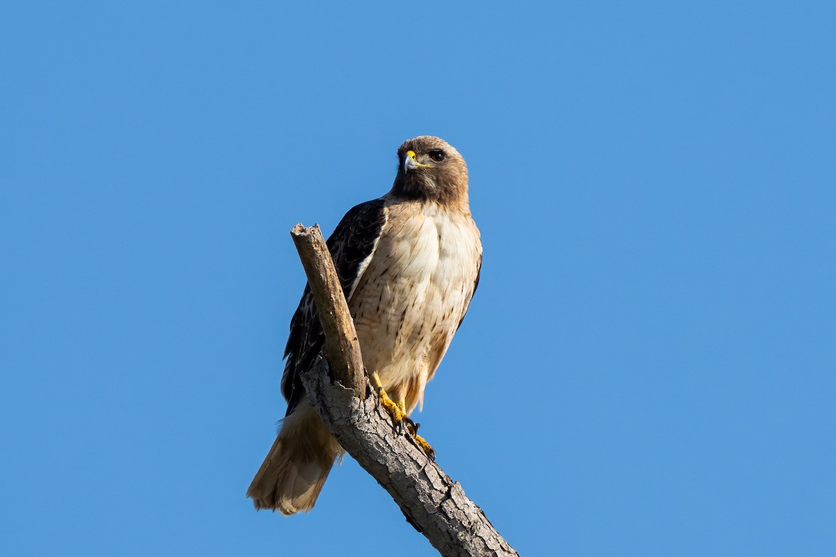 Red-tailed Hawk - ML637857497