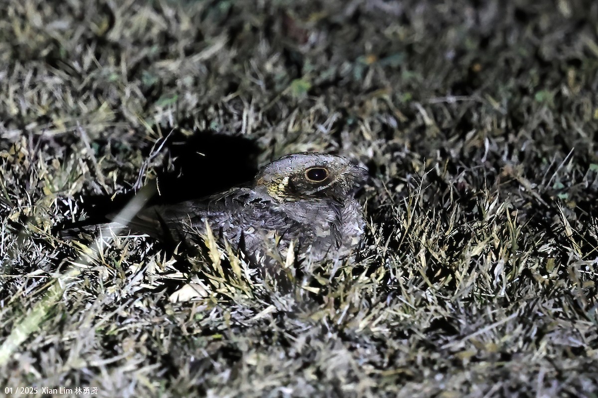 Indian Nightjar - ML637857515